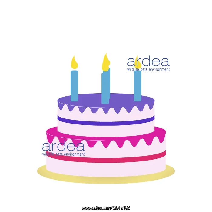: Birthday party cake with candles : Birthday party cake with candles