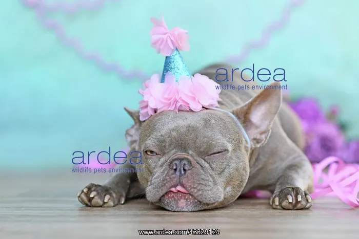 : Birthday party dog making a funny face. Lilac Fr : Birthday party dog making a funny face. Lilac Fr