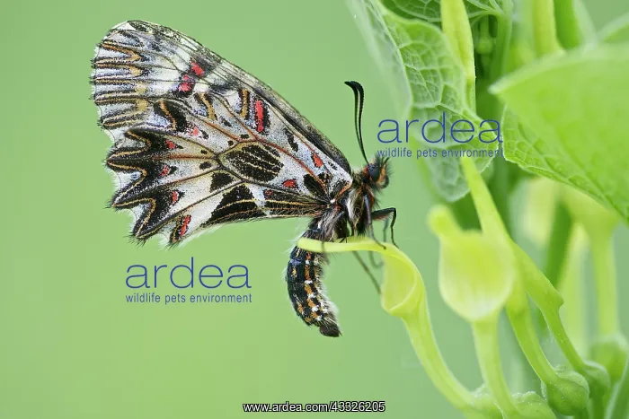 : Birthwort. Southern Festoon (Zerynthia polyxena) resting on Birthwort : Birthwort. Southern Festoon (Zerynthia polyxena) resting on Birthwort