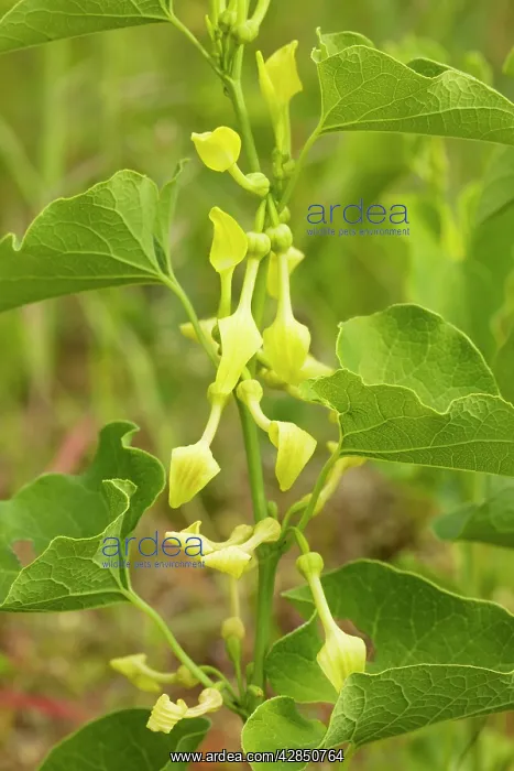  : Birthwort - in flower. Widely used as a medicinal plant