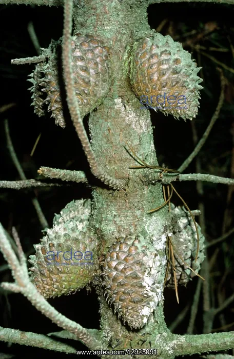 : BISHOP PINE - CONES : BISHOP PINE - CONES