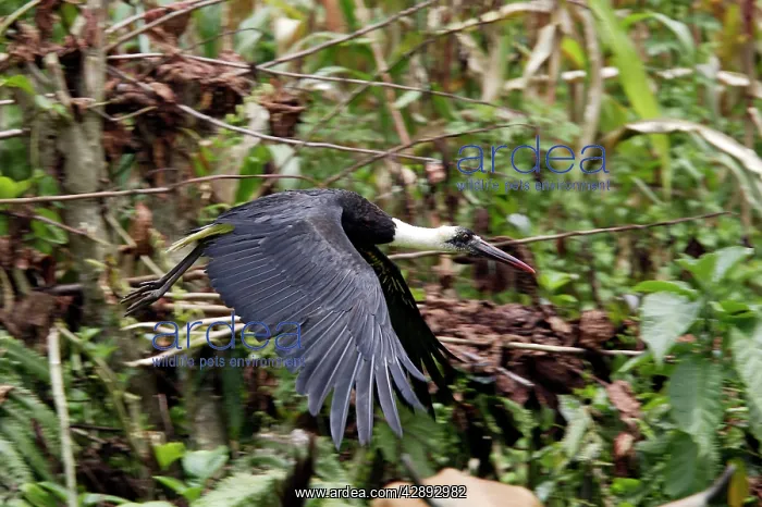 : Bishop Stork - in flight : Bishop Stork - in flight