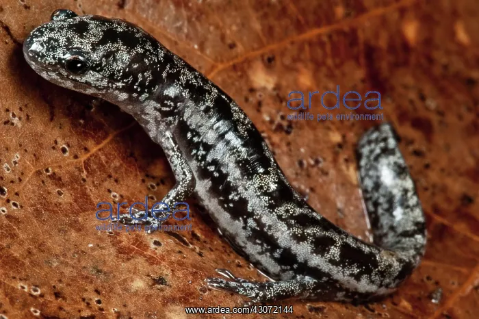: Bishop's Salamander : Bishop's Salamander