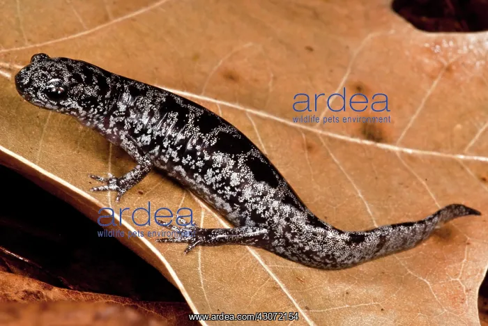 : Bishop's Salamander : Bishop's Salamander