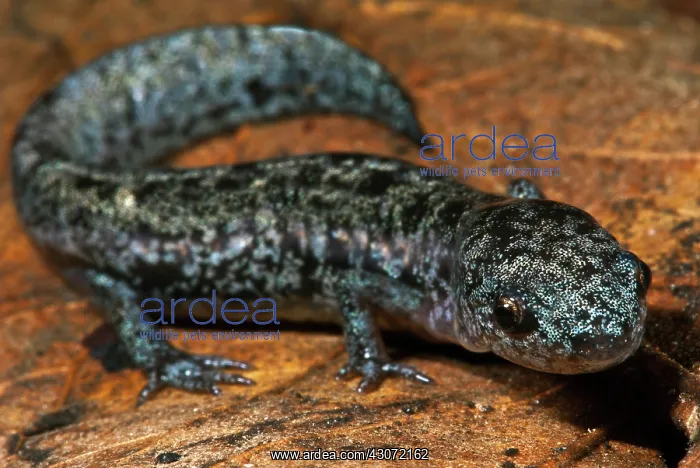 : Bishop's Salamander : Bishop's Salamander