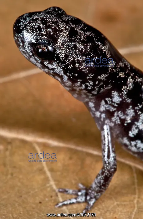 : Bishop's Salamander : Bishop's Salamander