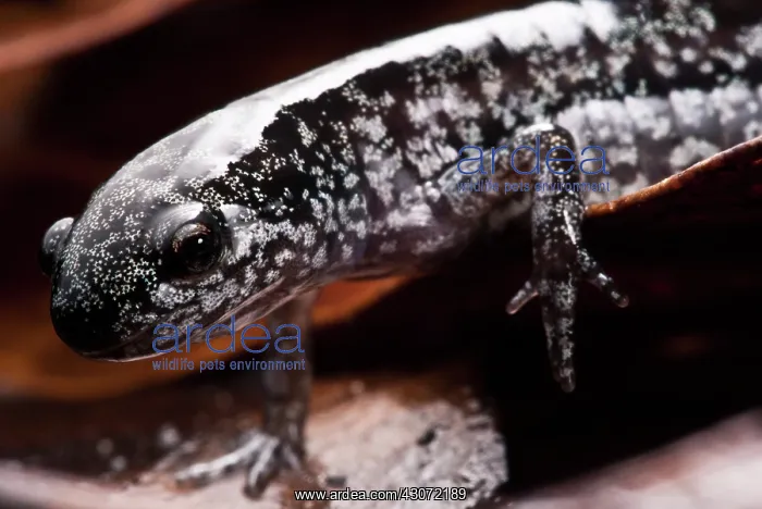 : Bishop's Salamander : Bishop's Salamander
