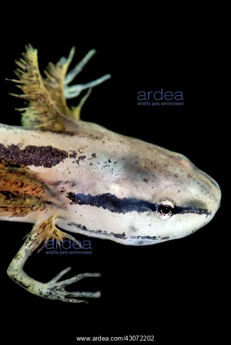 : Bishop's Salamander : Bishop's Salamander