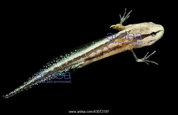 : Bishop's Salamander Larva : Bishop's Salamander Larva
