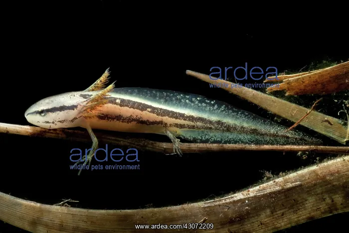 : Bishop's Salamander Larva : Bishop's Salamander Larva
