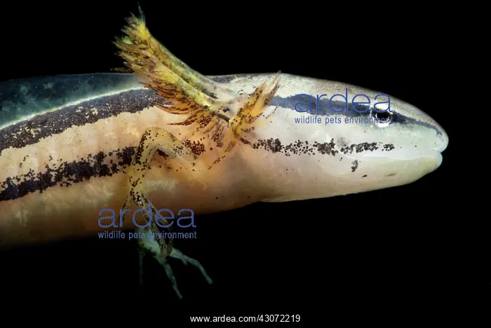 : Bishop's Salamander Larva : Bishop's Salamander Larva