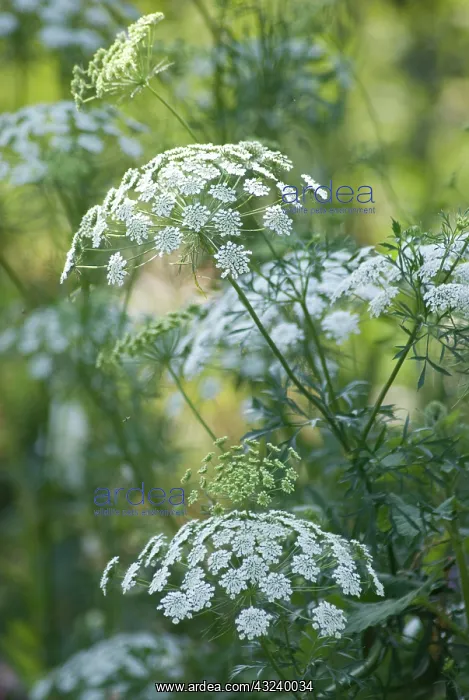 : Bishop's weed : Bishop's weed