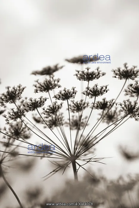 : Bishop'sweed : Bishop'sweed