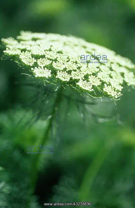 : Bishop'sweed : Bishop'sweed