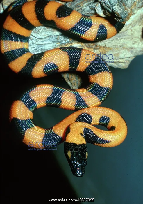 : Bismarck Ringed Python hatchling : Bismarck Ringed Python hatchling