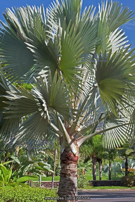 : Bismark Palm Tree : Bismark Palm Tree