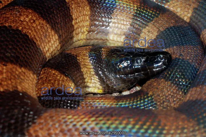 : Bismark Ringed Python : Bismark Ringed Python