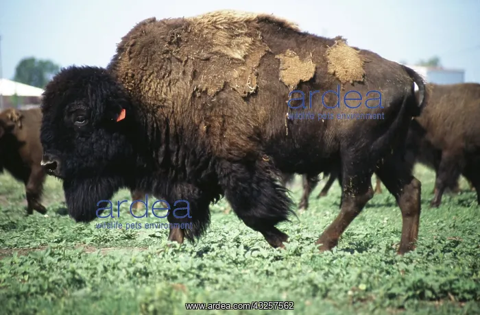 : Bison. This bison is part of a 13-head herd involved in a brucellosis vaccine : Bison. This bison is part of a 13-head herd involved in a brucellosis vaccine