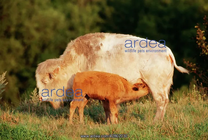 : BISON - albino cow nursing calf : BISON - albino cow nursing calf
