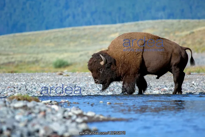 : A bison (Bison bison) bull crossing a river, Ye : A bison (Bison bison) bull crossing a river, Ye