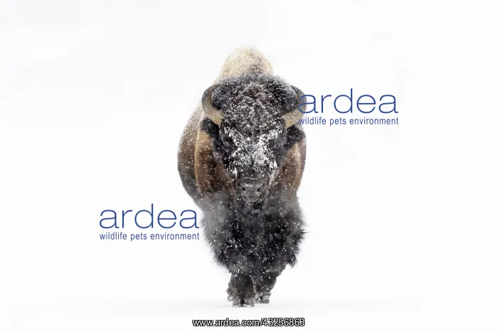 : Bison (Bison bison) bull, walking in a snowstor : Bison (Bison bison) bull, walking in a snowstor