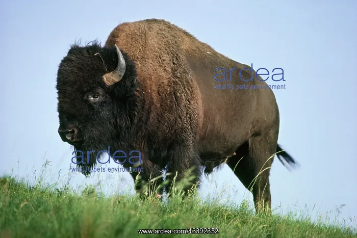 : Bison (Bison bison). National Bison Range, Montana, USA : Bison (Bison bison). National Bison Range, Montana, USA