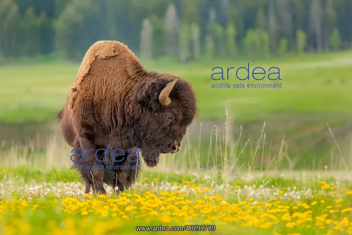 : A bison (Bison bison) rests in the Lamar valley : A bison (Bison bison) rests in the Lamar valley