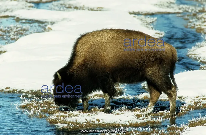 : Bison / Buffalo - in River open due to thermal spring : Bison / Buffalo - in River open due to thermal spring