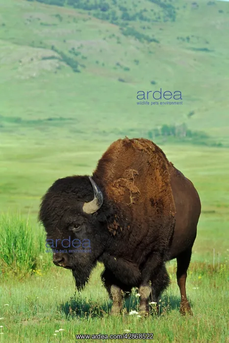 : Bison - bull : Bison - bull