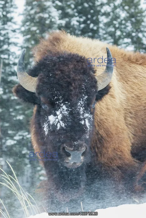 : Bison Bull, winter wind and snowstorm : Bison Bull, winter wind and snowstorm