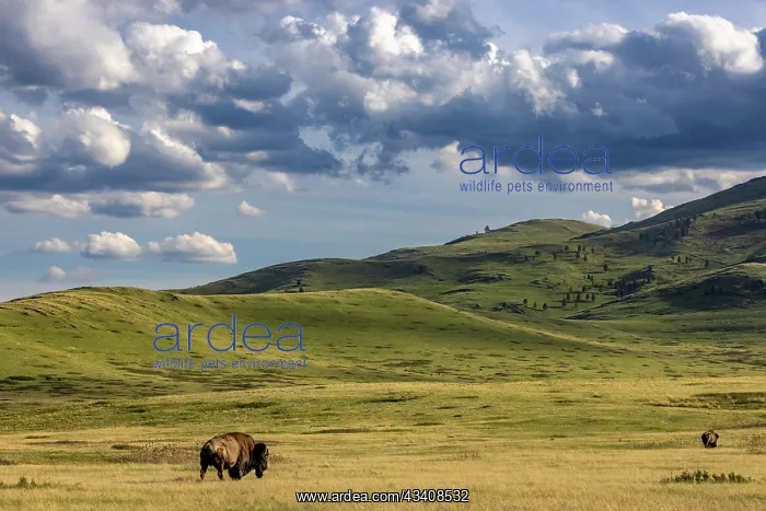: Bison bulls grazing at the National Bison Range : Bison bulls grazing at the National Bison Range