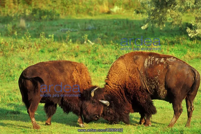 : Bison - bulls sparring : Bison - bulls sparring