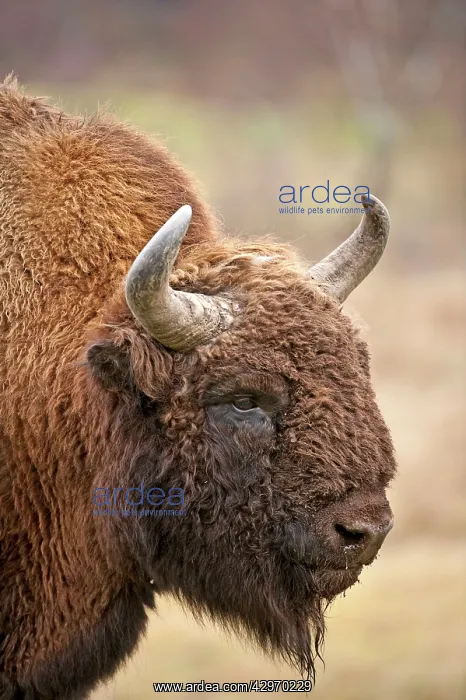 : Bison - close up of head : Bison - close up of head