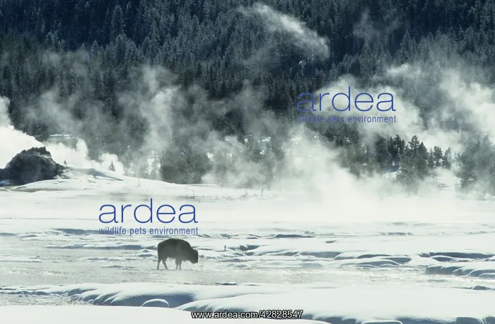 : Bison - Covered in Early Morning Frost : Bison - Covered in Early Morning Frost