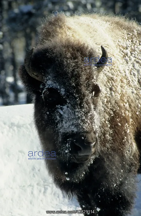 : Bison - Covered in Early Morning Frost : Bison - Covered in Early Morning Frost