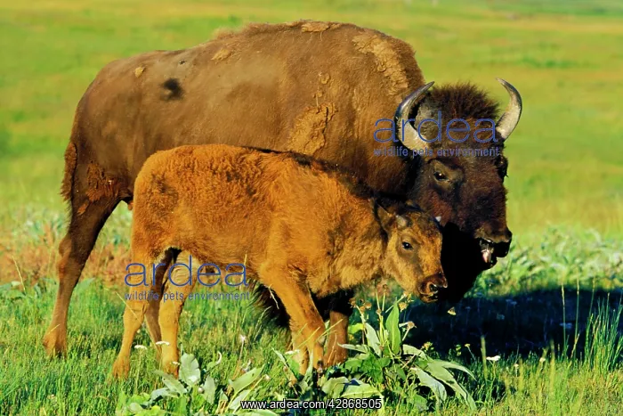 : Bison - cow with calf : Bison - cow with calf