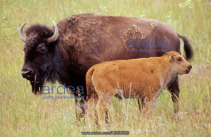 : BISON - cow and calf, summer : BISON - cow and calf, summer