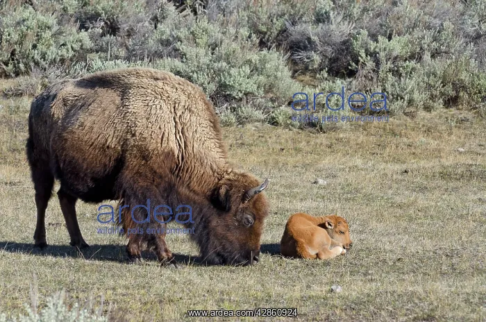 : Bison - cow with young calf : Bison - cow with young calf