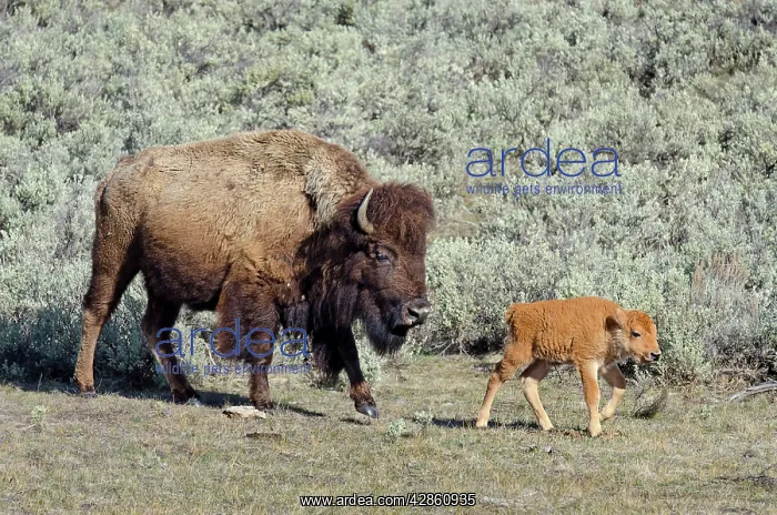 : Bison - cow with young calf : Bison - cow with young calf