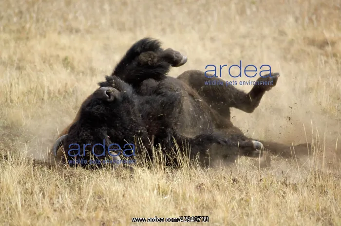 : Bison - Dust bathing which happens more often : Bison - Dust bathing which happens more often