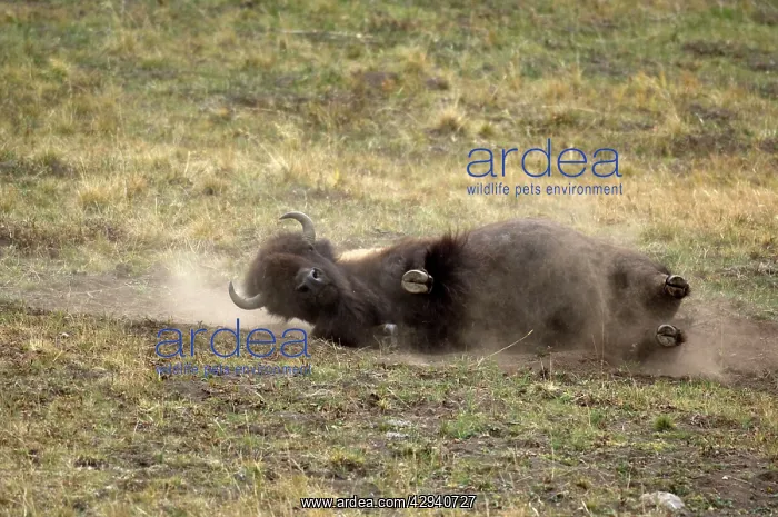 : Bison - Dust bathing which happens more often during the rut : Bison - Dust bathing which happens more often during the rut