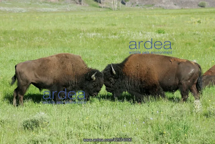 : Bison - two facing each other : Bison - two facing each other