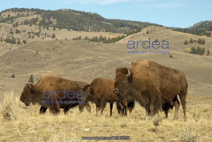 : Bison - Group of animals in Hayden Valley : Bison - Group of animals in Hayden Valley