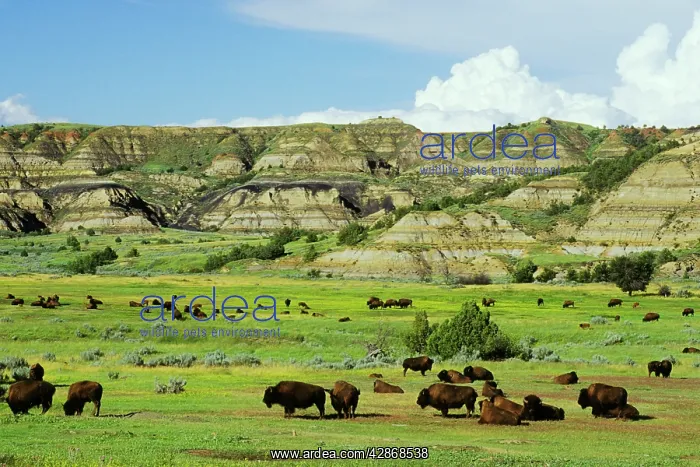 : Bison - herd : Bison - herd