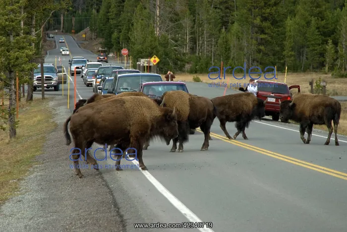 : Bison - Herd of bison bring traffic to a standstill : Bison - Herd of bison bring traffic to a standstill