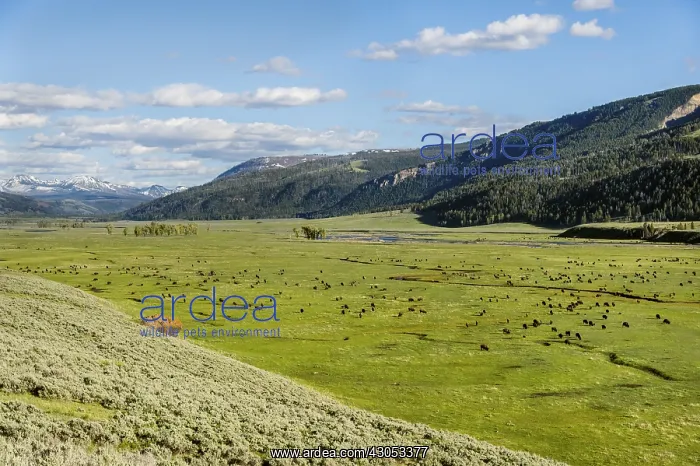 : Bison herd grazing in Lamar Valley, Yellowstone : Bison herd grazing in Lamar Valley, Yellowstone