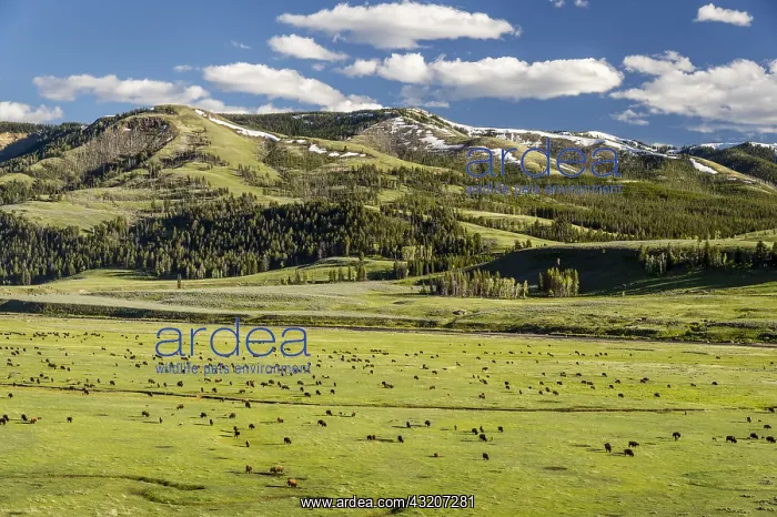 : Bison herd grazing in Lamar Valley, Yellowstone : Bison herd grazing in Lamar Valley, Yellowstone