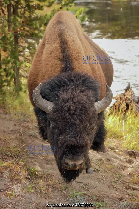 : Bison just off the trail along Firehole River, Upper Geyser : Bison just off the trail along Firehole River, Upper Geyser