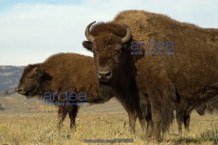 : Bison, male and female : Bison, male and female