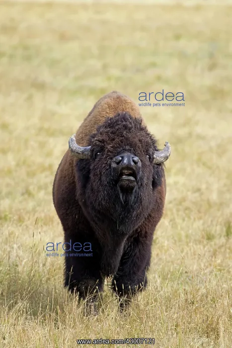 : Bison male sniffing the air for scent of female on heat Yellowstone National Park Wyoming : Bison male sniffing the air for scent of female on heat Yellowstone National Park Wyoming